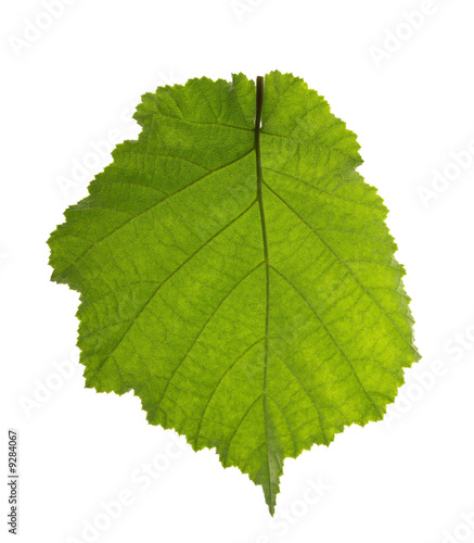 Leaf isolated on white background