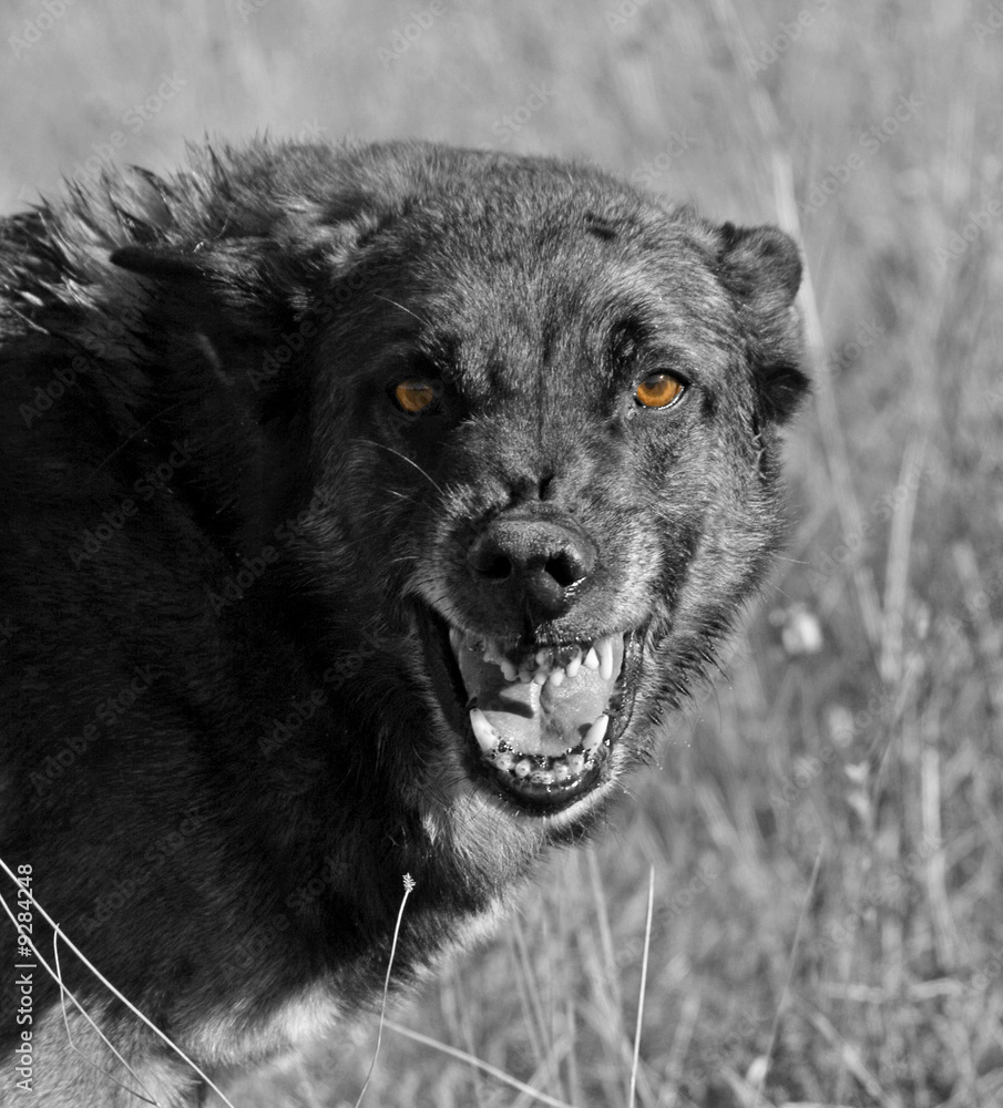 chien enragé Photos Adobe Stock
