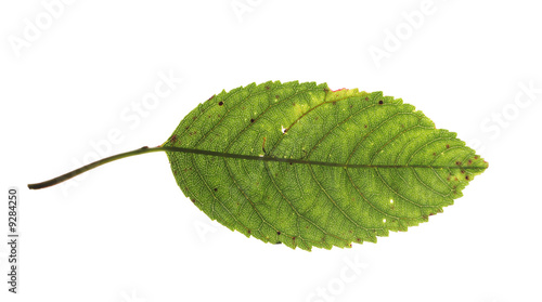 Cherry tree leaf isolated on white background