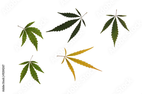 Cannabis marijuana leafs isolated on white background