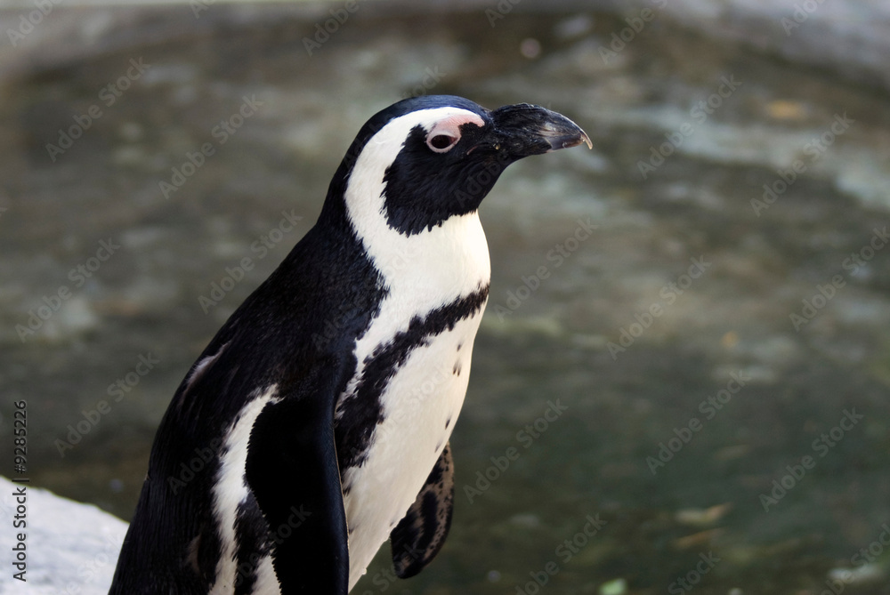 Fototapeta premium Penguin