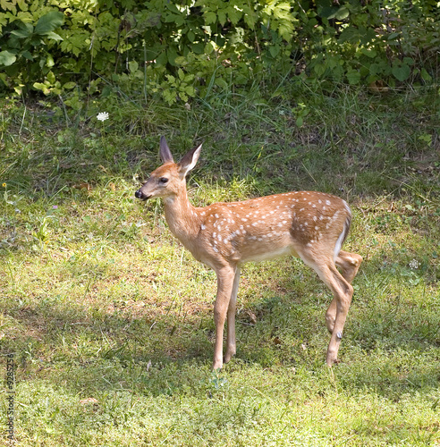 whitetail fawn that's near a forest's edge