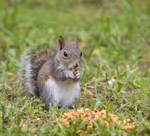 squirrel that's eating corn kernels in summer