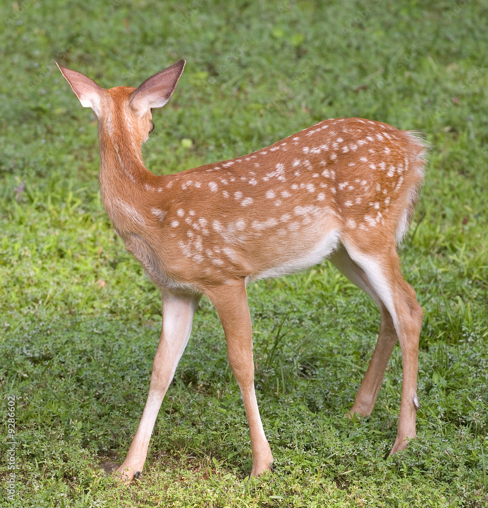 a whitetail deer fawn looking away from the camera a whitetail deer fawn looking away from the camera