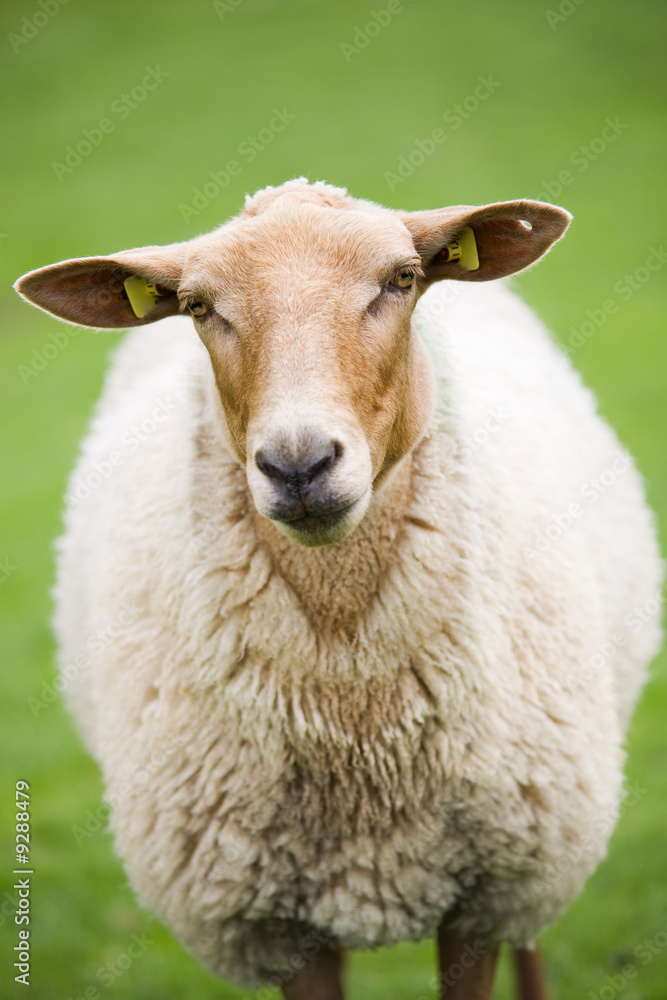 sheep close up - cute brown fluffy sheep against green