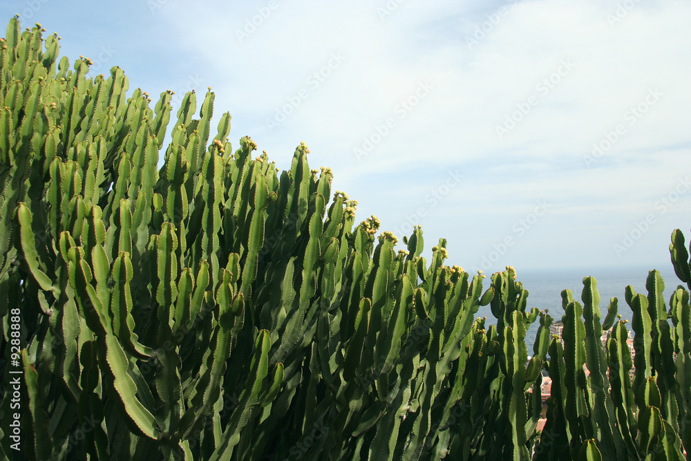 Cactus and sky