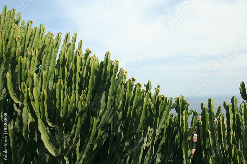 Obraz na płótnie Cactus and sky w salonie