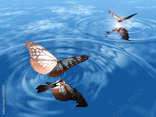 papillon et rond sur l'eau