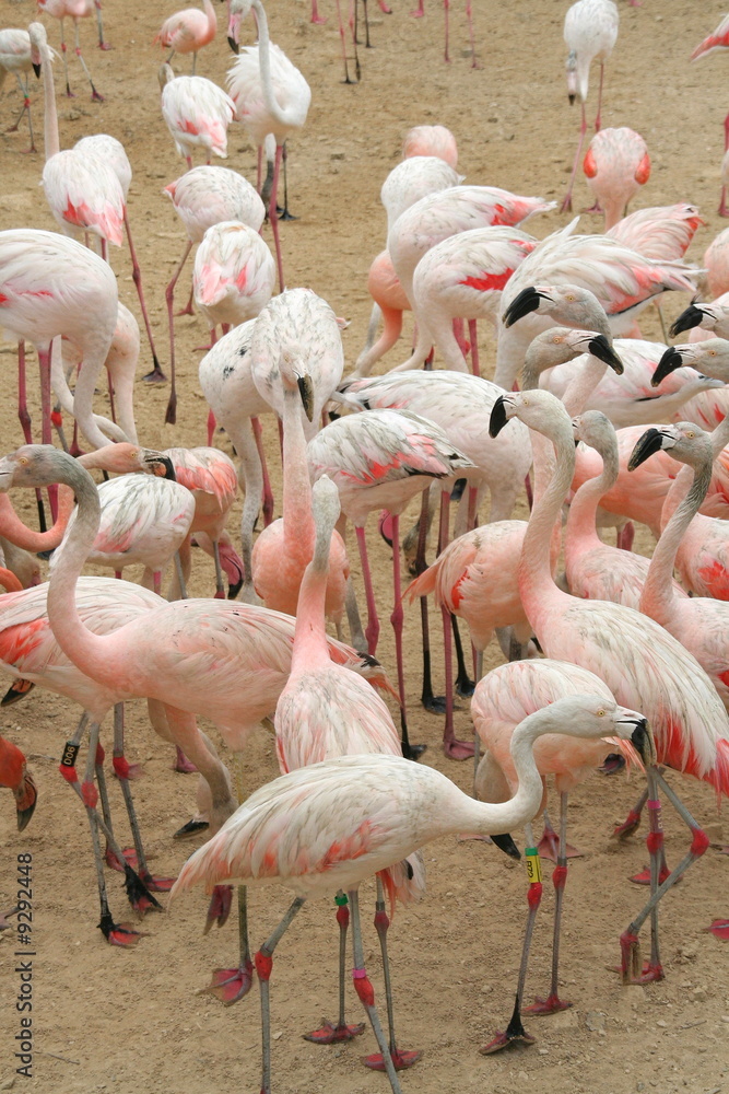 Obraz premium Flaments roses