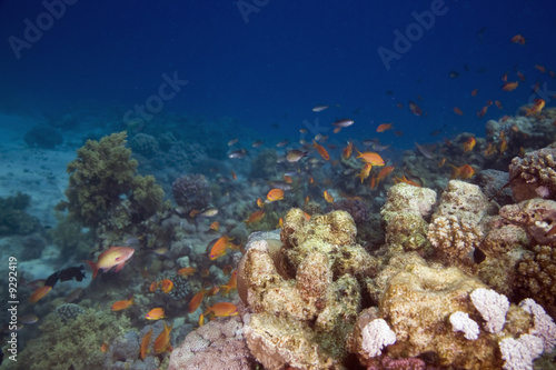 Fototapeta Naklejka Na Ścianę i Meble -  coral and fish