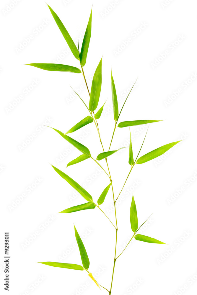 Naklejka premium Feuilles de bambou