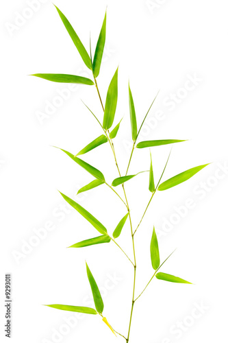 Feuilles de bambou