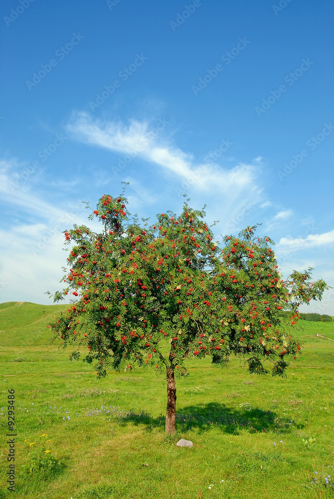 Single rowan tree
