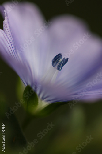 Fleur de lin