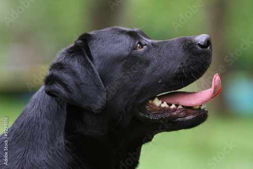 Wallpaper Mural tête de chien attentif Torontodigital.ca