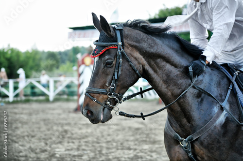 Horse theme: jockeys, horse races, speed. © Andrey Kiselev
