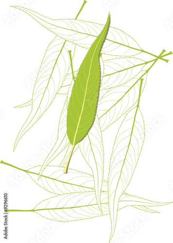 leaf3