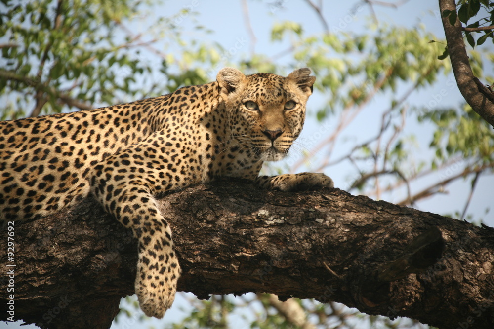 Leopard im Baum 2 Leopard im Baum 2