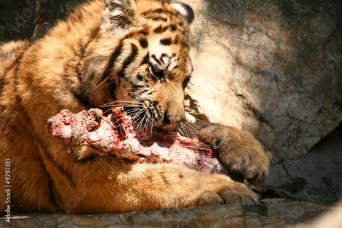 Canvas Print A tiger eating meat in a zoo