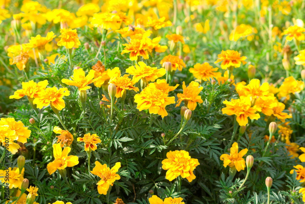 Field of yellow flowers. A background Field of yellow flowers. A background