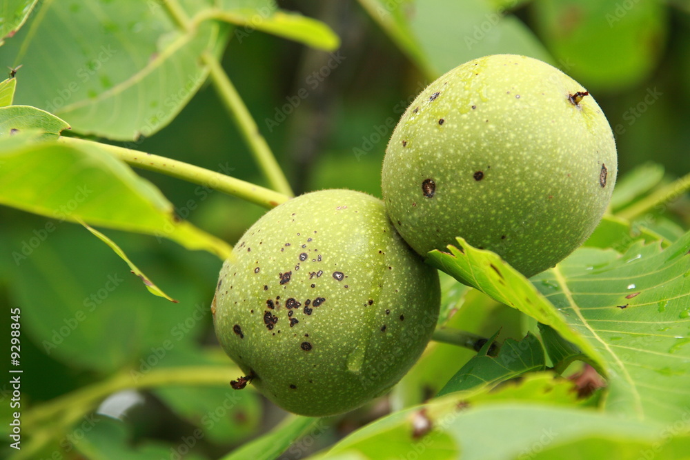 Green walnuts growing on a tree, drops of water Green walnuts growing on a tree, drops of water