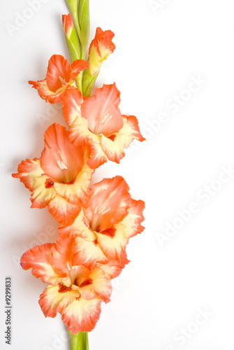 One Stem of Gladiolus