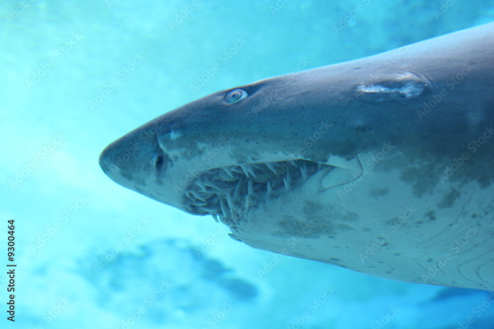 Fototapeta premium Hai