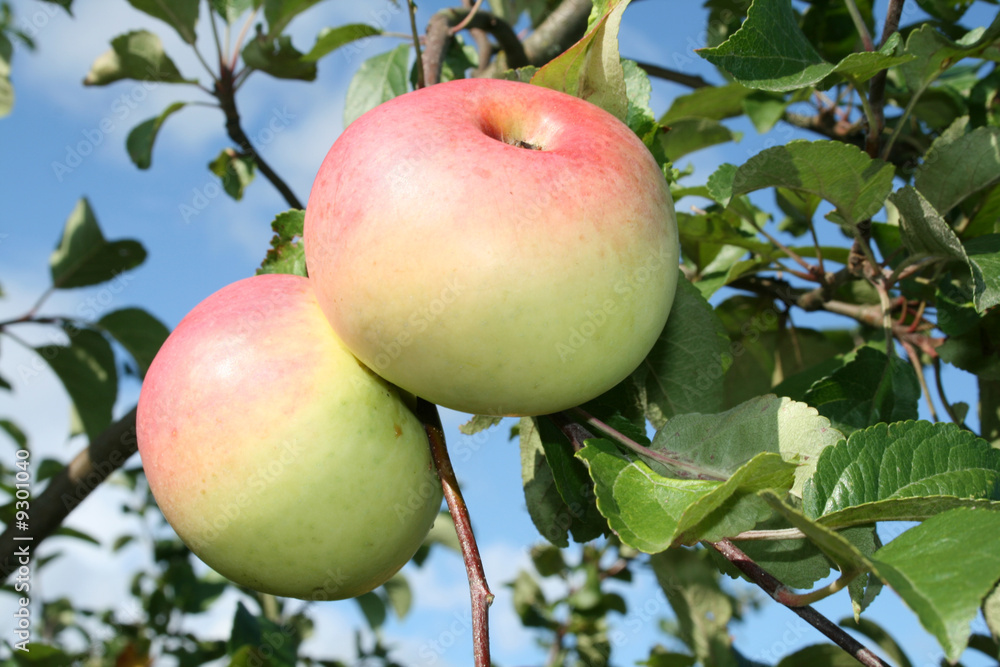 The two rose. apples on the branch with green foliage. The two rose. apples on the branch with green foliage.