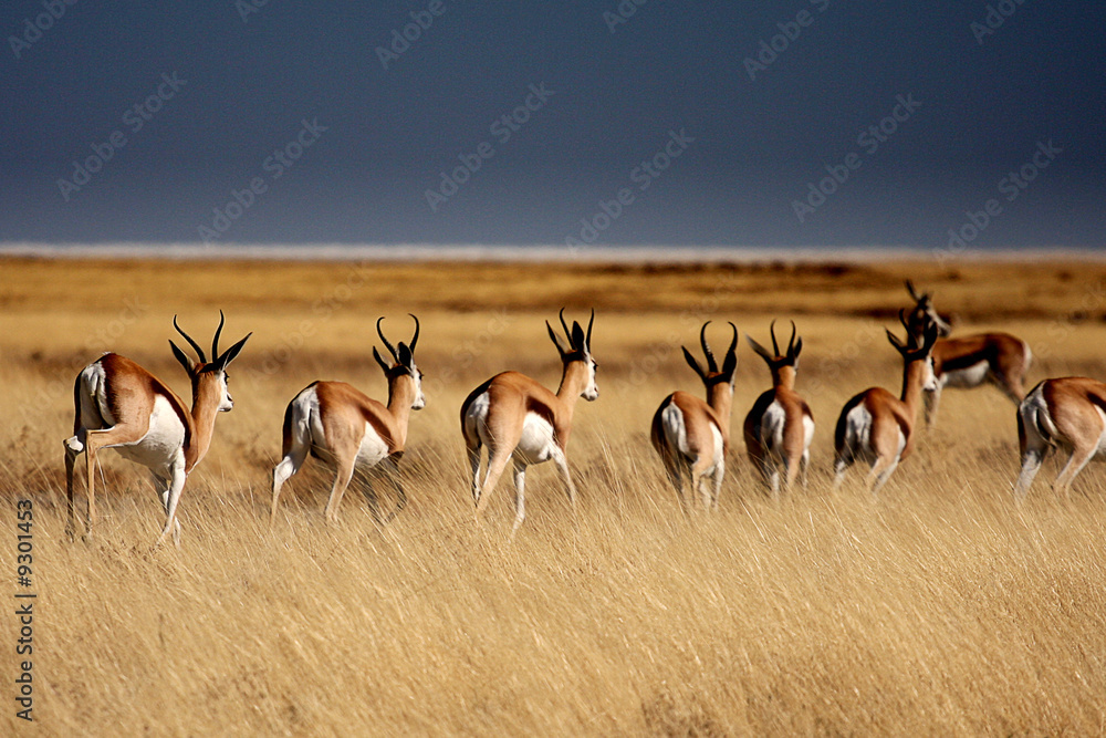 Springboks in Etosha Park - Namibia - obrazy, fototapety, plakaty 