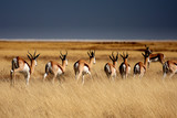 Springboks in Etosha Park - Namibia