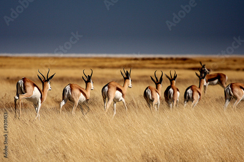 Springboks in Etosha Park - Namibia