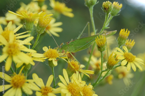 insecte et camouflage photo