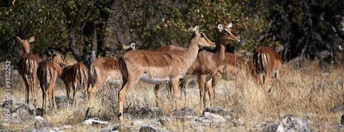 Impalas looking at some danger