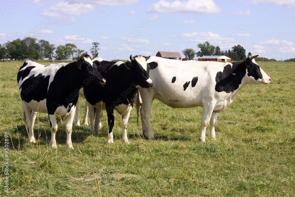 holstein dairy herd