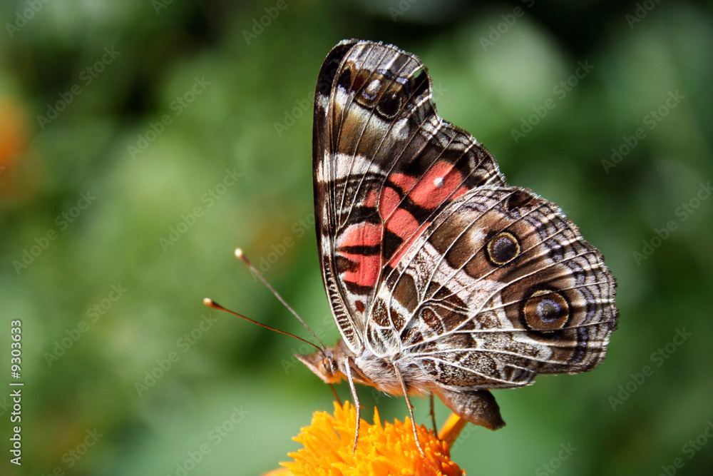 Obraz premium American Lady Butterfly