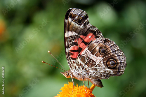 American Lady Butterfly #9303633