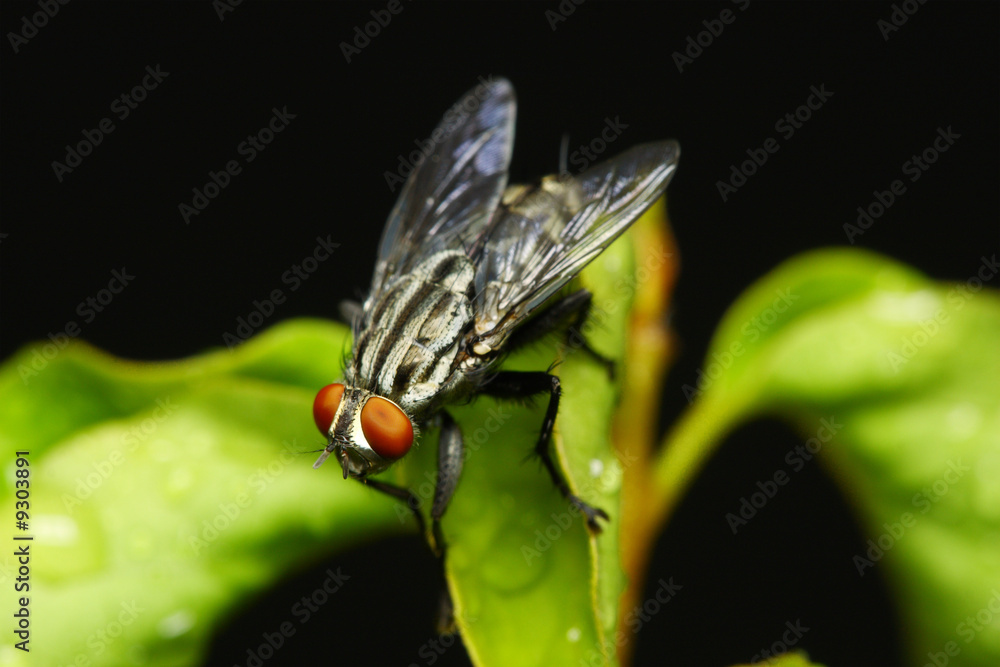Fototapeta premium Close up of fly on green leaf.