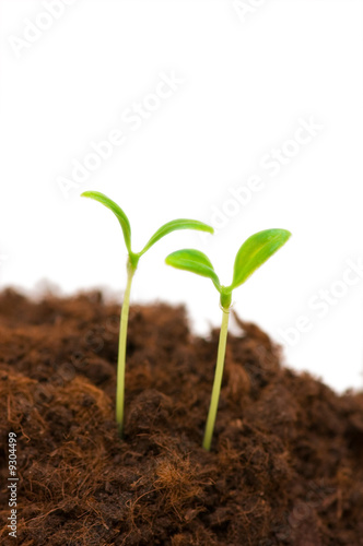 Two seedlings illustrating the concept of new life