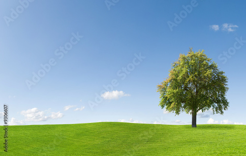 Pear Tree on a meadow against a blue sky