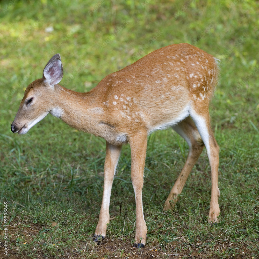 whitetail deer fawn that looks like its squinting whitetail deer fawn that looks like its squinting