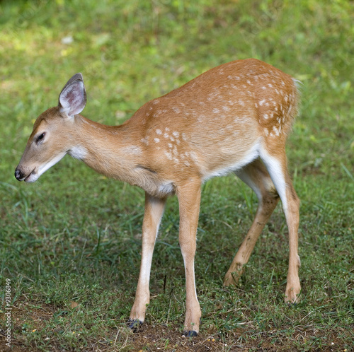 whitetail deer fawn that looks like its squinting
