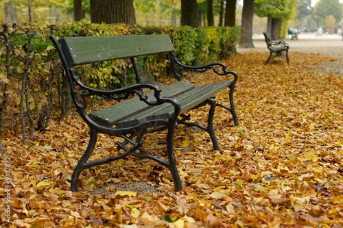 Bench in a park with fallen autumnal leaves