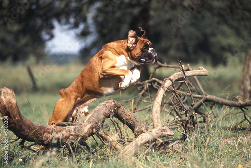 saut de boxer
