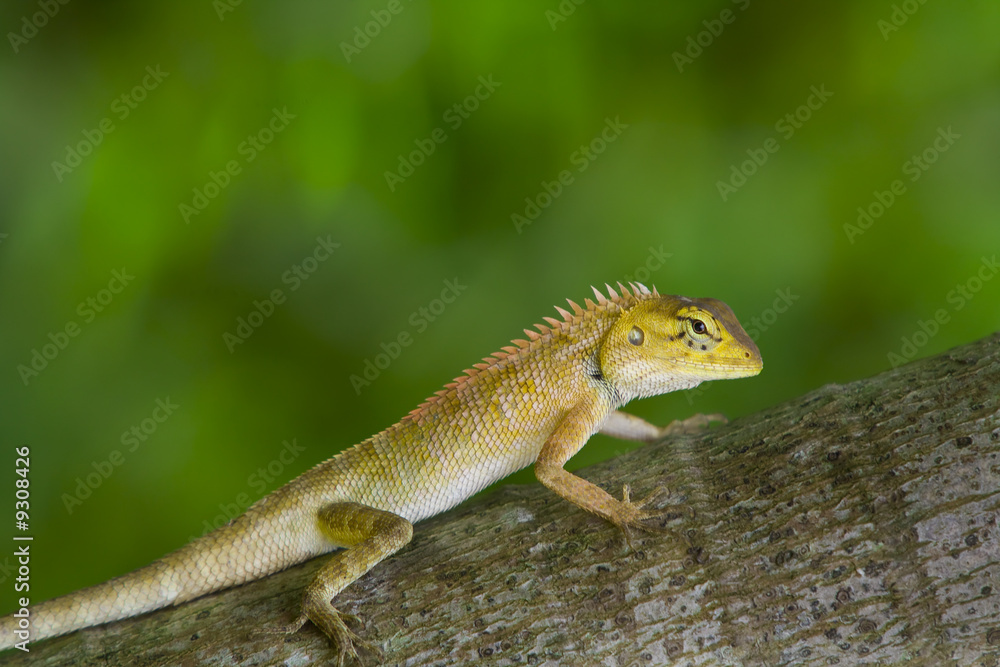 Fototapeta premium lizard in green