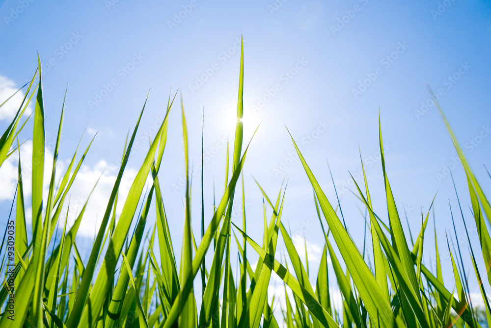 Obraz premium sun and green grass