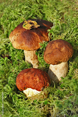 Ceps in a moss