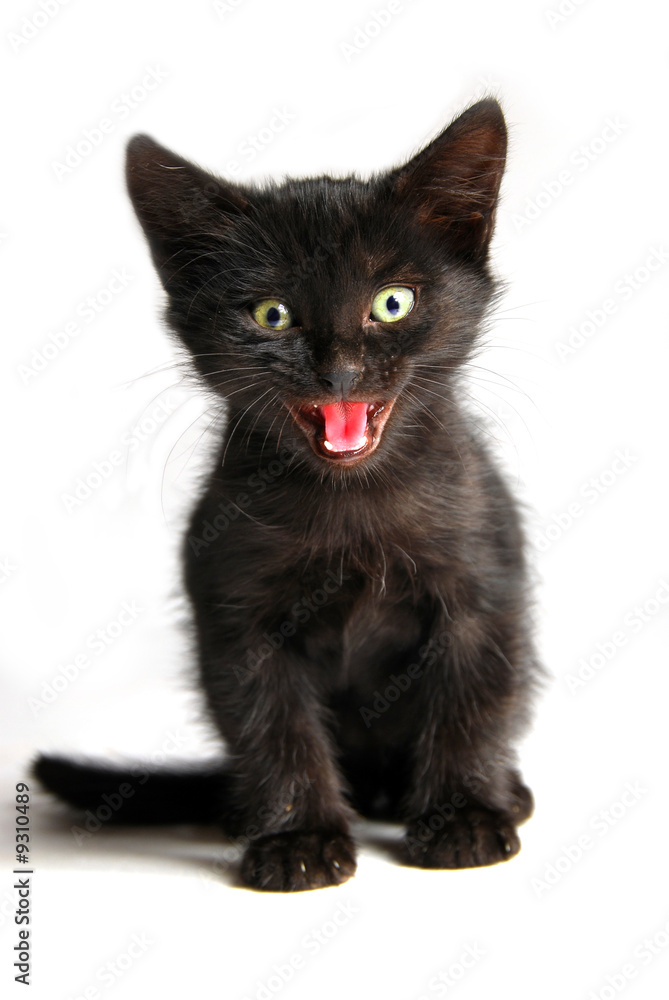 Bebe Chat Qui Miaule Photos Adobe Stock Bebe Chat Qui Miaule Photos Adobe Stock