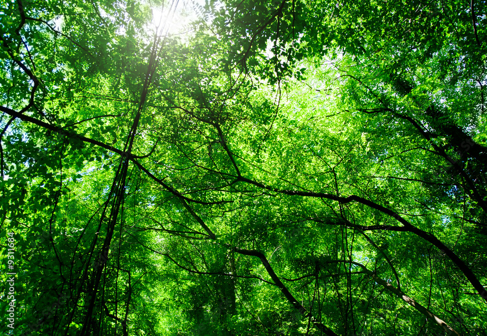 morning sun in deep forest morning sun in deep forest