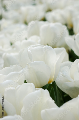 Close up of beautiful white tulips © Norman Chan