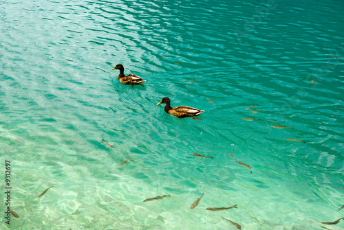 ducks and fishes in fresh water